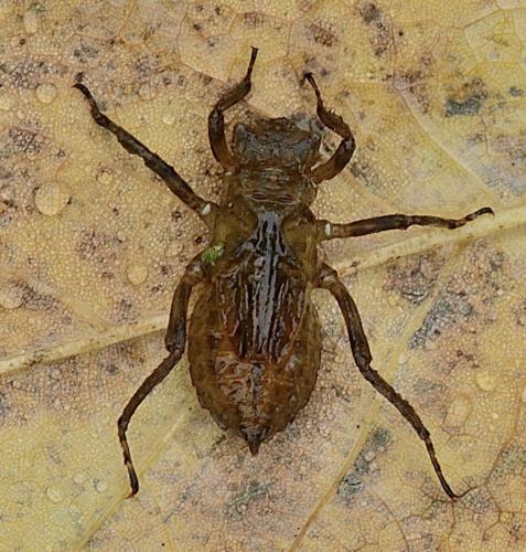 Réf. 352 842 : Libellula depressa